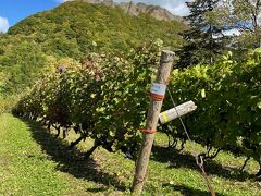 クーポンが残ったので八剣山ワイナリーへ寄ってみます。まだ収穫の真っ最中。

画像の後ろに見える山が八剣山です。