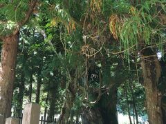 タクシーの運転手さんに教わった、神様が戦ったと言う場所。この蔓のようになっている木のところだそうだ。