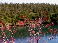 オオシラビソなどが生い茂る森の中の散策路には、赤く色付いたナナカマドが美しく、秋晴れの青い空に映えていた。散策路の途中にあった八幡平頂上(1613m)には展望台があったが、まわりの木々で残念ながら展望は効かなかった。沼が点在する散策路を歩き、１時間半ほどでバス停に戻って来た。この後、冷えた体を温めるため、後生掛温泉へバスで移動することにした。