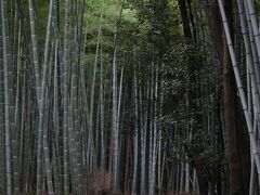 野宮神社から世界遺産天龍寺北門を抜けた通りにある約400m続く『竹林の小径』。
空一面を覆う竹林はまさに“圧巻”の一言に尽きます。

ここだけ時間が止まったような。。。

写真で見るより実物は
何倍も何百倍も素晴らしかったです。

