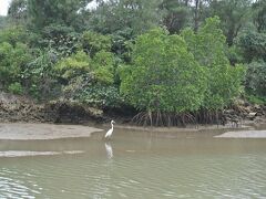 宮古島北部の島尻地区に、宮古諸島最大のマングローブ林があります。タコの足のような根が特徴的なマングローブは日本では南西諸島でしか見られず、日本には６種類分布します。