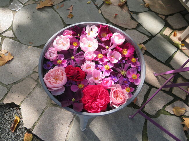 出る時<br />ファーム内は上野さんはじめみなさん忙しそうに作業されています。上野さん(と思われる)は大きなバケツにお花さんたちを次々カットしては入れていきます。<br />最初とまるで変わっていました。<br />