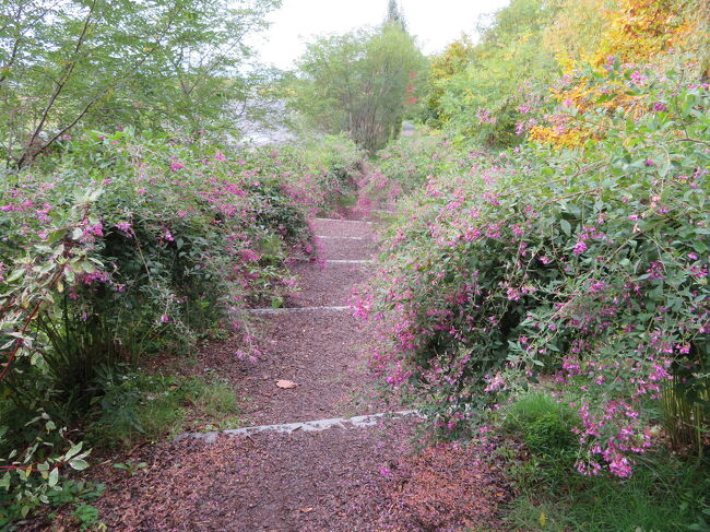 萩の道です。<br />足のため北海道に行かないの選択はありません。<br />ちょっと歩き難いけど、自転車は全く平気だから。