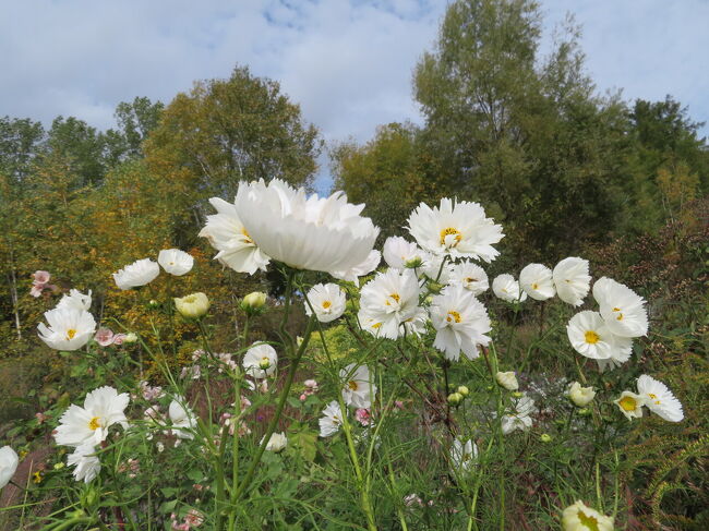 本当にカップケーキみたいです。<br />コスモス大好き。