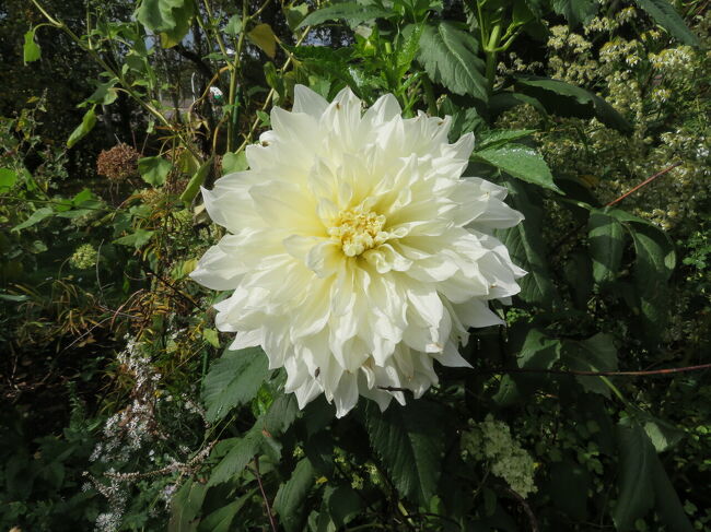 私の顔くらいある大きなダリア。<br />豪華！