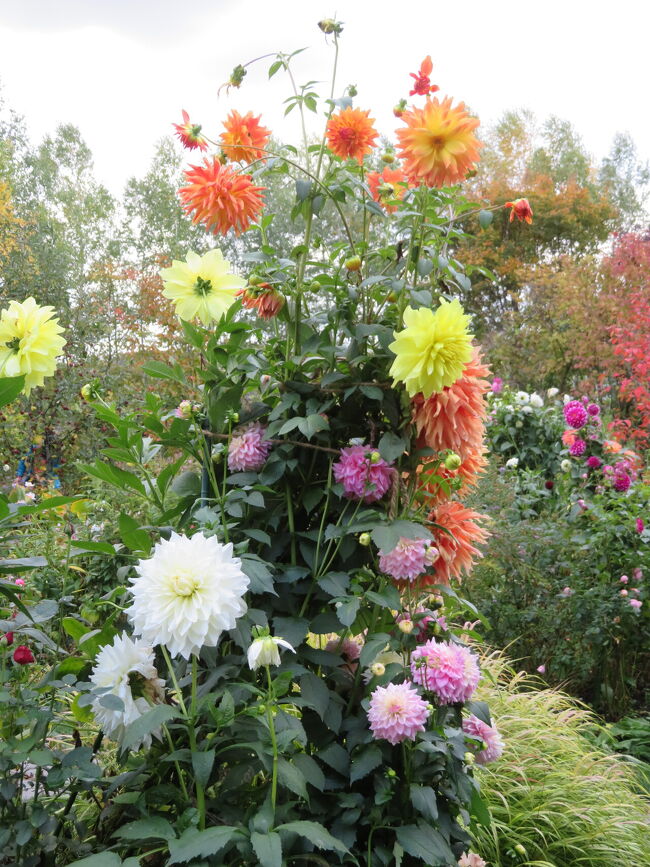 他のお花は終わりですが、ダリアは間に合いました。<br />ダリアのタワー