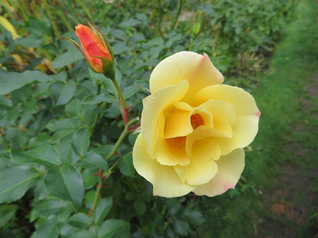 小さな石畳の角を曲がったら、マスク越しにバラの香り。振り返ると黄色バラ。<br />バラの香りは女子である事を思い出させてくれます。