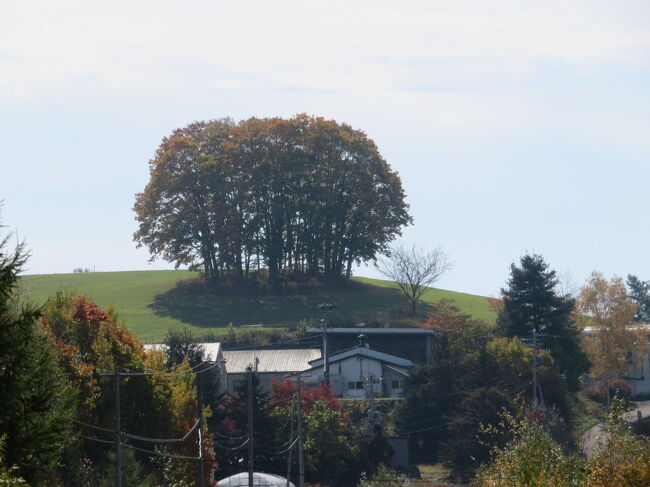 大好きな木にもちゃんとただいまする、<br />ちょっと紅葉してる。