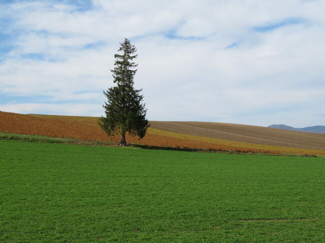 そしてクリスマスツリーの木。<br />三脚のおじさん発見。<br />畑に入らないように、こっそり意地悪な横目。