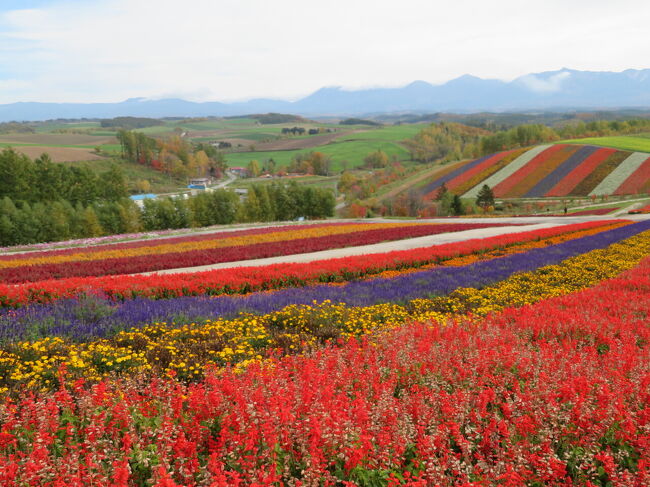 四季彩の丘です。<br />10月からパーキングも入場料も無料になっていました。