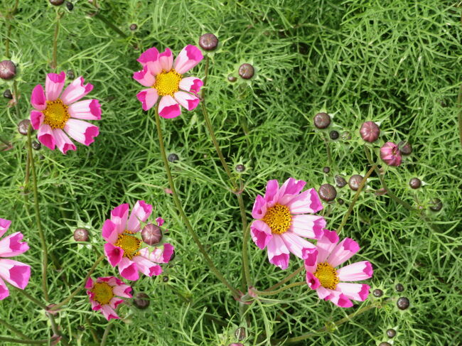 くるっと可愛い。