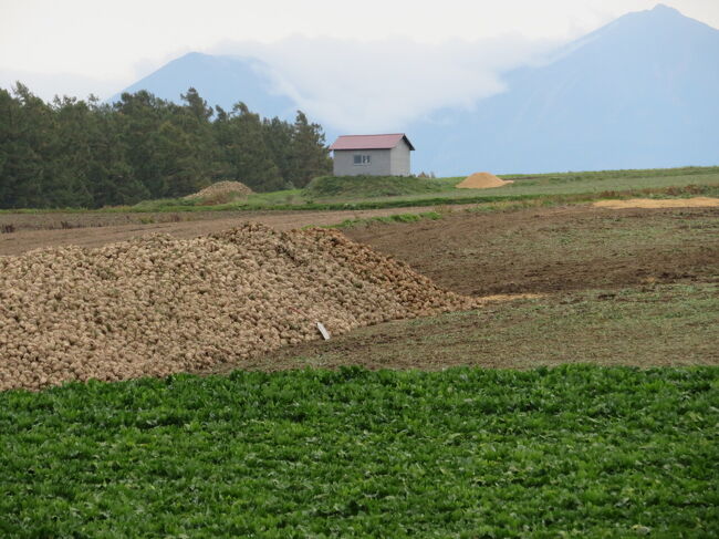 ここもビート。