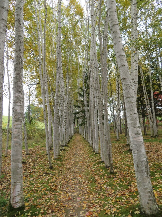 拓真館の白樺は予想通りいい感じ。<br />ここに、新しいレストランが出来ていました。<br />テラスにもお茶している方いらしたので写真はありません。<br />基本的に予約制。エジプト塩の無国籍料理らしい。<br />また今度。