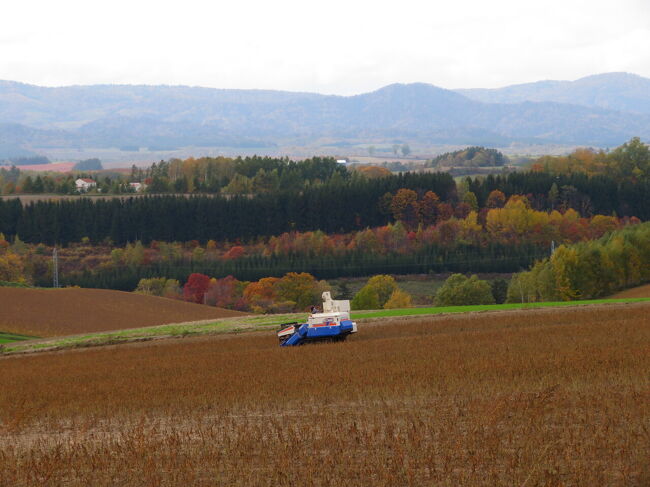 大豆も収集中。