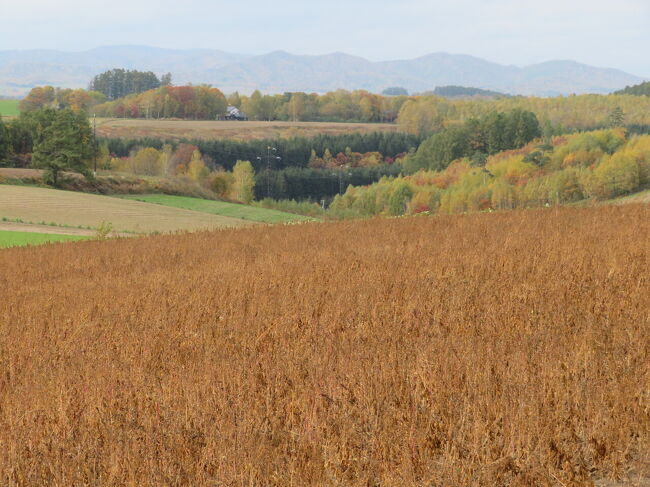 寒くても紅葉は好き。<br />震えながら撮る。