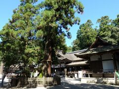 巳の神杉の向こうにみえる拝殿。