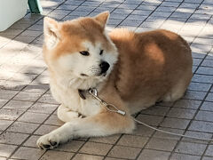 田沢湖畔のお土産屋さんで秋田犬のそら君に遭遇
おとなしくてもふもふでかわいい
田沢湖1周した後にもう1度会いに来てしまった。。。
