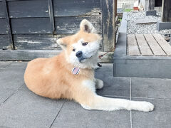 お土産屋さんのたもとにかわいい秋田犬も発見!!
名前は武家丸
もふもふでかわいいですね。。。