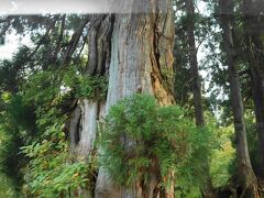 美女平では、樹齢200～300年のブナの原生林や、樹齢1000年を超える立山杉の巨木たちを見ることができます。