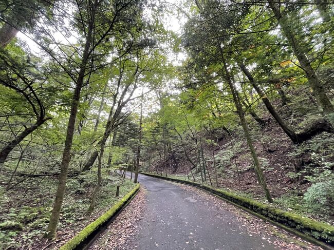 グリーンシャワーをたっぷり浴びましょう。ここのシャワーは高そうですね。