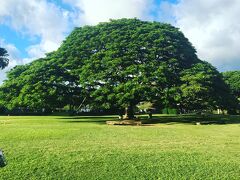 ハワイといえばこの木なんの木気になる木～?
よく夜のCMで見てたこの木、生で見るとほんと大きい！！
気になる木！！！
