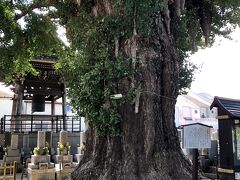 池上通りから少し離れたところに、光福寺があり、樹齢800年といわれるイチョウの巨木がある。明治時代まで、沖合の漁師たちが航行の目標にしたといわれている。