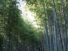 竹林の小径（１）
観光スポットとなっている竹林を通る上り坂の小道です


