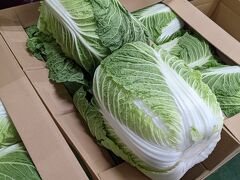 白菜がでかい！