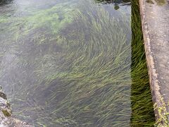 到着です。いつ見ても綺麗な水。