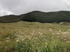 車窓から仙石原のススキ。
箱根ですねぇ。