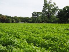 そしてこの辺りはお花畑で、春は「ナノハナ」、夏から秋にかけて「キバナコスモス」「コスモス」が美しく咲くそうですが、この時期は・・・野菜でも栽培してるんかな？