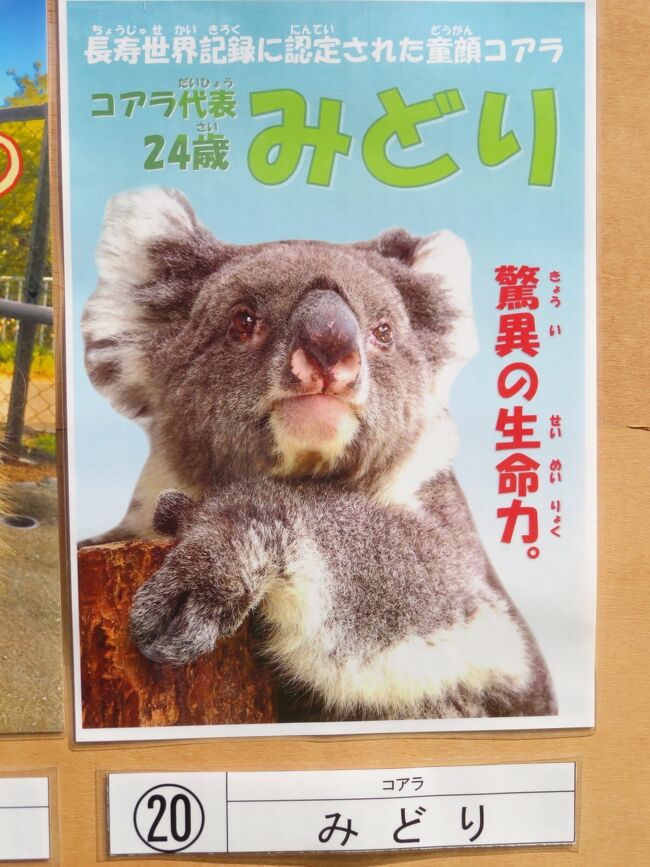 神戸レッサーパンダ コアラ遠征21秋 ２ イングランドの丘と神戸どうぶつ王国と王子動物園いろいろ 動物園でグッズの買い物 神戸みやげ 淡路島 兵庫県 の旅行記 ブログ By まみさん フォートラベル