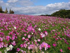 午前11時、秋晴れの中、花さじきにやってまいりました。