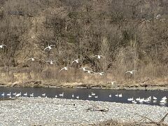 犀川の白鳥湖の白鳥達のんびり遊んでます。
