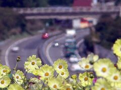 長野県・南信州の駒ヶ根ICと松川ICを結ぶ「広域農道」
コスモスと中央高速道路