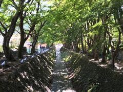 レッドバスで「もみじ回廊」へ
まだまだ早過ぎた?