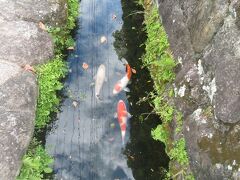 鯉の泳ぐまちの水路にいた鯉。思っていたほど鯉の数は少なかった。清流亭の池の中には沢山の鯉がいた。