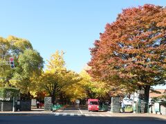 今紅葉が見ごろという事でやって来ましたー
［北海道大学］