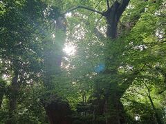 河津まで車で伊豆半島を南下するにあたり、途中の来宮神社にちょいと寄りました。