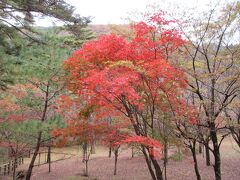 「川治あじさい公園」
あじさいはこの時期は咲いていませんが、静かな森の中で紅葉した木々も見られました。