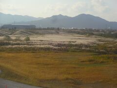 何と！広大なススキの畑。

これだけ規模の大きなススキのエリアは箱根の仙石原でしか見たことがありませんでした。