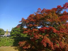 そして９：００前にホテルを出て２０分たらずのドライブで到着したのはーー。

憧れの桂離宮です！

この近さもホテルビナリオ嵯峨嵐山をチョイスした理由です。

すでに紅葉の始まっている大木。