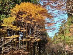 比叡山ドライブウェイ沿いの紅葉です(^^)

※歩行禁止なので、外側から撮影w