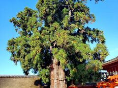 春日大社、大宮へいざ詣ろう！
出迎えるは、樹齢1000年の大杉。
鎌倉時代の「春日権現験記」には幼木の姿で描かれているそう。
西側に、槙柏があり、社の屋根を突き抜けて生えている！