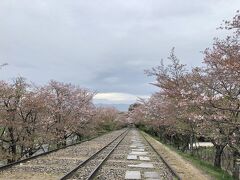岡崎神社から蹴上インクラインに歩いてきました。
朝七時半だから人がほとんどいません。
桜は満開を過ぎて、八割ほど散ってました。
それでもガクが残っていて、ワインレッド色が趣深いです。