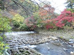 曇って来たので八瀬比叡山口駅そばの高野川の紅葉が到着した時より冴えなくなりました。