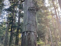 隣には爺杉。樹齢1000年以上とか。