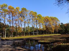 食後は近くの栃木中央公園に到着。すっかり秋色に変わっていて、黄色い景色が広がっていました。