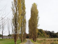 次に訪れたのは庄原市七塚原高原のポプラ並木。
もうちょっと綺麗かなと期待していたのですが、ポプラの葉っぱもだいぶ散っていた。
