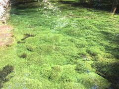 池山水源の水
阿蘇市内からはちょっと離れますが、ここの水は甘くて雑味が無くて飲む水として本当に美味しい。
写真は２月に行った時のものですが、水草が季節関係なく美しかった。